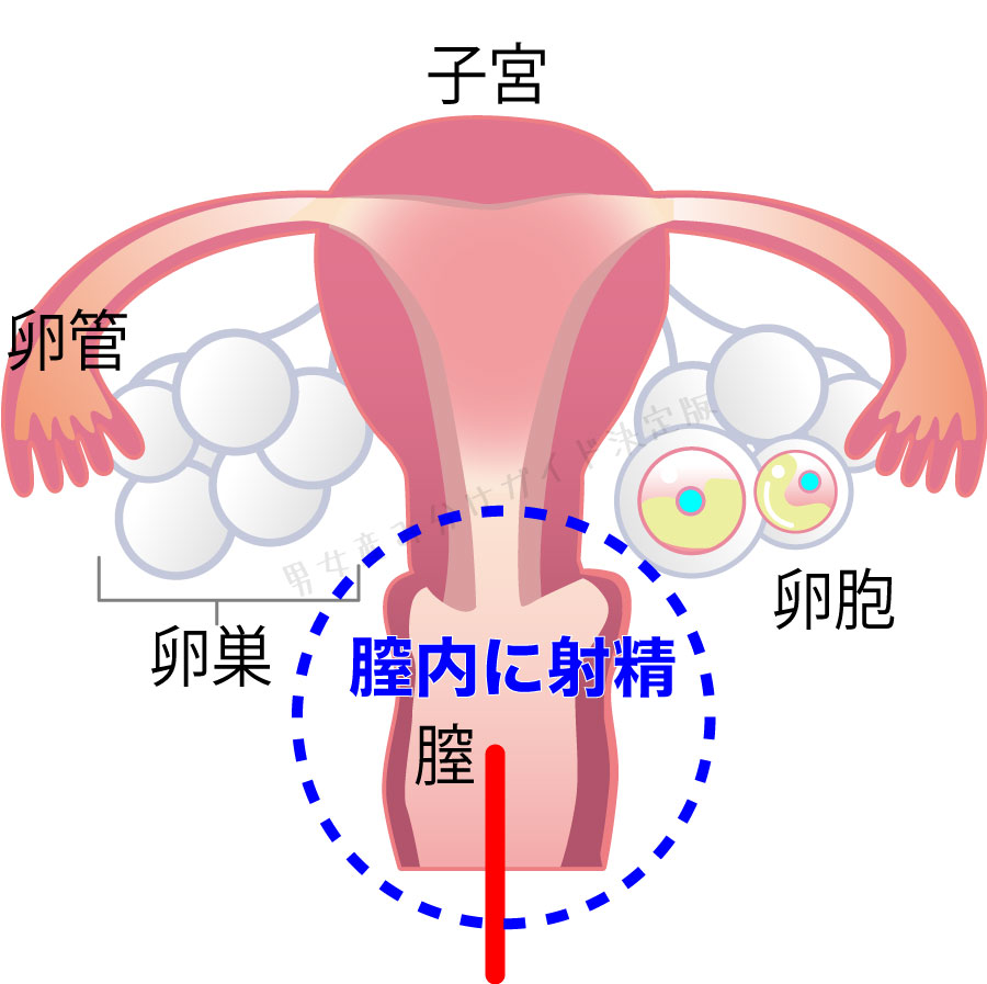 自然受精の説明図